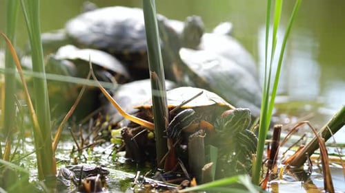 Schildkröten sitzen am grasbewachsenen Ufer des Green Lake neben Schilf