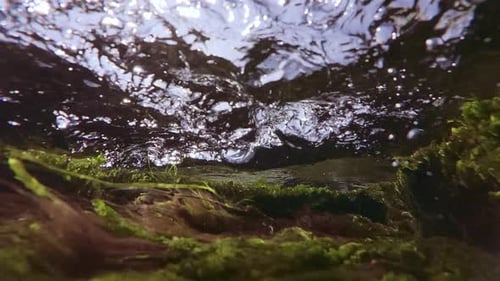 Algue verte Cladophora et algue rouge Polysiphonia sur les rochers côtiers sous le courant à marée haute