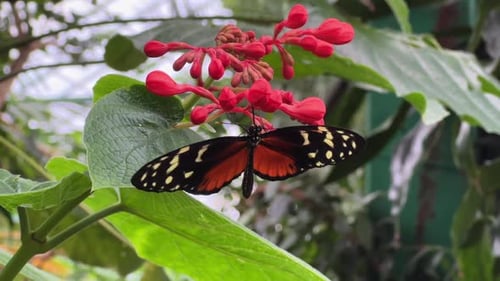 A butterfly with black, orange, and cream wings flapping near bright red tropical flowers in a lush