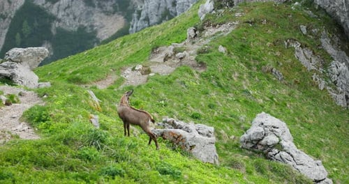 Wild Alpine Ibex Observing Surroundings in Slovenian Alps