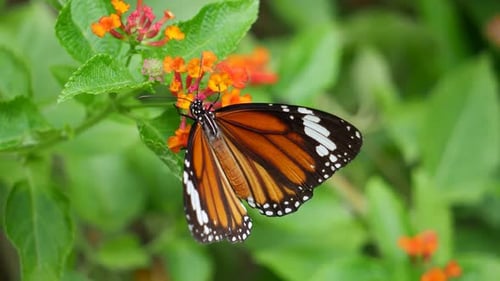 Monarch Butterfly on Vibrant Tropical Flower