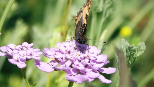 Front on view of painted lady butterfly feeding from a flower by placing its proboscis inside.