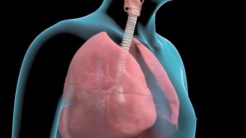 3D Lungs and Trachea Respiratory System Animation