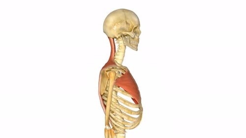 3D Animation of Human Upper Body Skeleton and Musculature Rotation