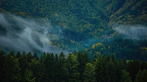 Enchanted Fog Mist Flows Through Dark Green Mountain Pine Forest Landscape