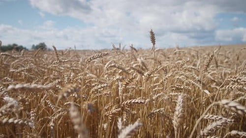 Goldene Weizenfelder schwanken sanft unter blauem Himmel mit flauschigen Wolken im Hintergrund während einer