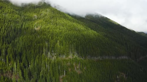 Pine Trees In Mist on Ridge on Olympic Peninsula Washington State, United States. Aerial Shot