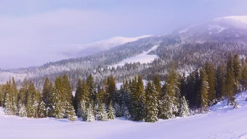 Mountain Slopes Covered with Lush Christmas Trees and Snowwhite Snow with a Place for Skiing