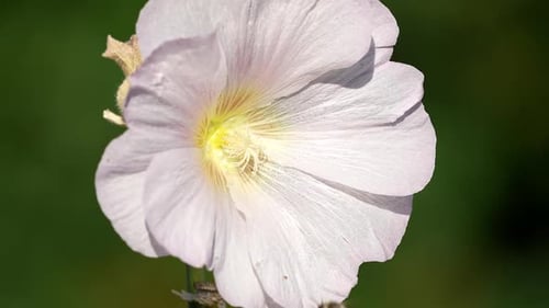 Bee Pollinating White Flower in the Daytime