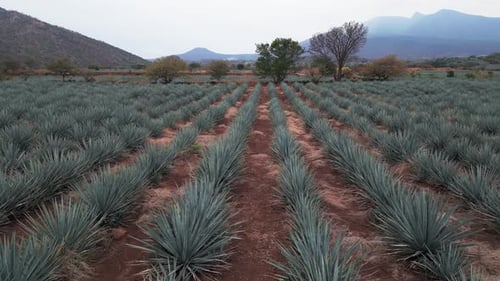 Aerial image of an agave field in Tequila, Jalisco 15