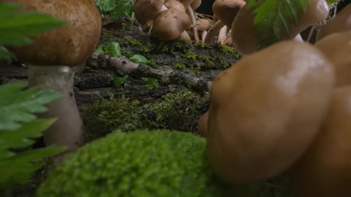 Mushrooms Bunch Fungi Forest Background Autumn Forest Macro Dolly Shot