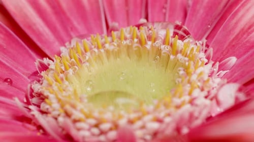 Macro Shot of Pink Gerbera Flower with Water
