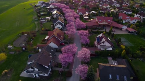 Sakura and cherry blossoms lining the road, houses and real estate in the city at sunset. Romantic e