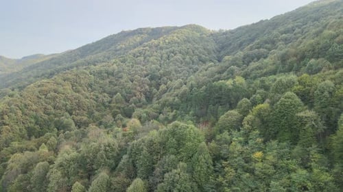 forest aerial view
