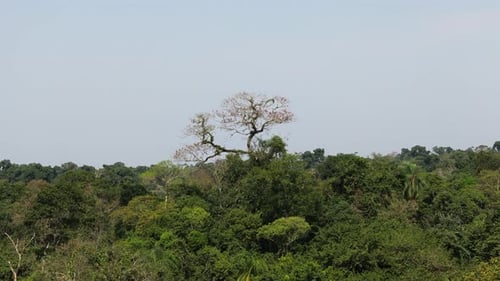 Lush Tropical Rainforest with Leafless Tree Canopy