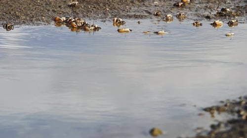 Crabs Gather Near Pool on Sandy Beach