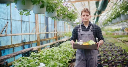 Young Adult Farmer Carries Vegetables in Greenhouse