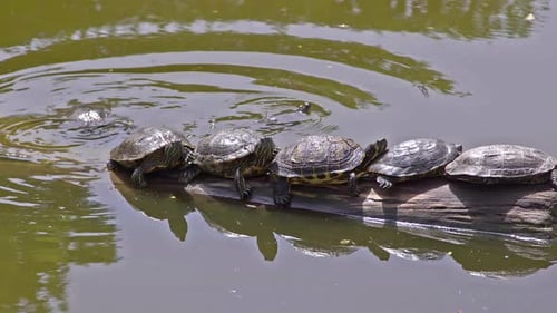 Wasserschildkröten, die sich auf einem Baumstumpf im See sonnen und ausruhen