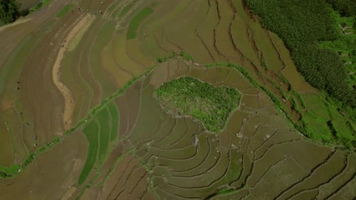 Terraced Rice Field