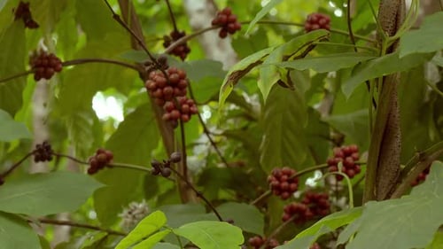 Ripen coffee and plant in agricultural farm,ripen coffee beans in coffee tree,Coffee plants to matur