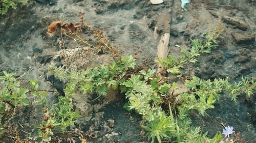 Soil Pollution Spills of Crude Oil on the Soil Surface Environment Nature Pollution