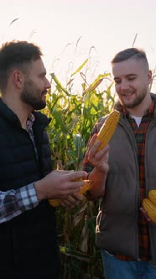 Two Farmers Examining Corn Cob Harvest in a Field