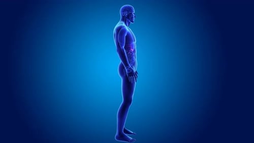 Human Body 3D Rotation With Highlighted Gallbladder