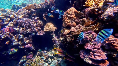 Panning shot of beautiful underwater world with corals and tropical fishes in Sharm El-Sheikh, Egypt
