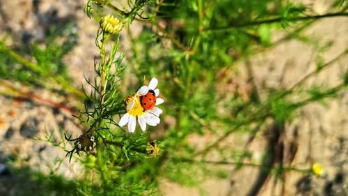 Red ladybug crawling on white daisy petal in wild green field environment