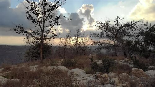 Olive Tree in Jerusalem Hills At sunset- Aerial