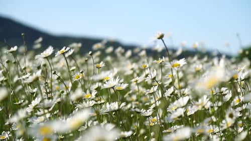 Chamomile White Daisy Flowers in a Field of Green Grass Sway in the Wind at Sunset Chamomile Flowers