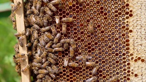 Bees Working on Honeycomb Frame Outdoors