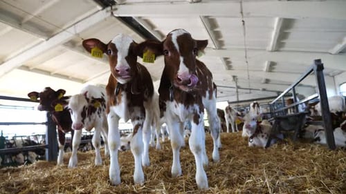 Curious Small Calves Showing Curiosity Looks Into Camera at Dairy Farm Portrait of Beautiful Little