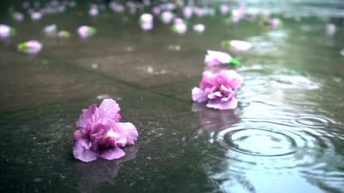 Water Drop Falling