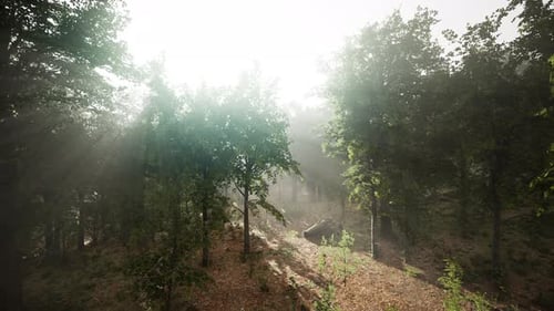 La lumière brille dans la nature