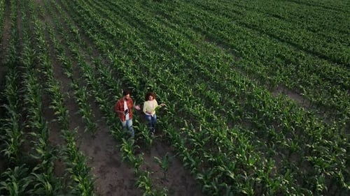 Areal view of Man and woman are walking on the corn agricultural field.