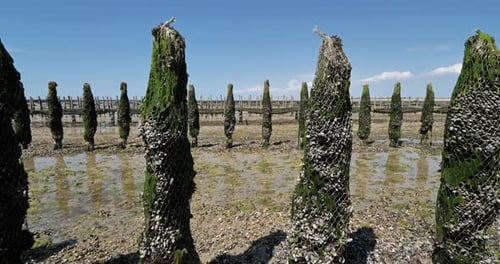 Muschelfarm, Agon Coutainville, Normandie in Frankreich