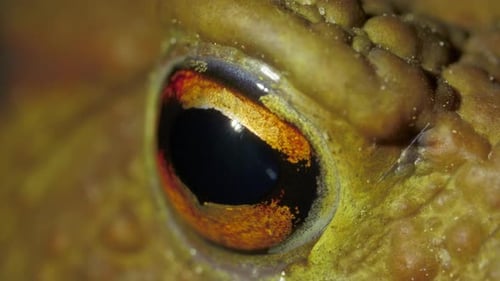 Eyes of Big Green Toad on the Ground in the Forest at Night Macro