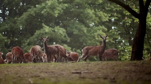 Herd Of Graceful Deer Grazing On Green Grass