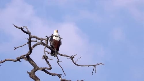 African fish eagle on a branch spotting prey, Zimbabwe