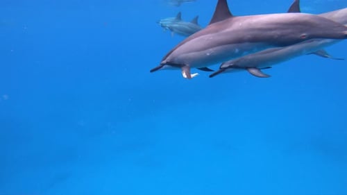 A bottlenose dolphin swimming in the ocean with a piece of garbage stuck to it's left flipper.