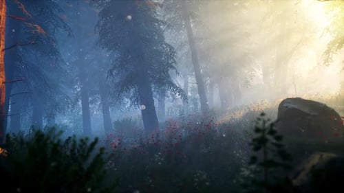 Fantasy Forest in the Morning looped HD