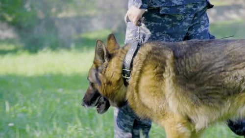 Man Walks German Shepherd on Leash Outdoors