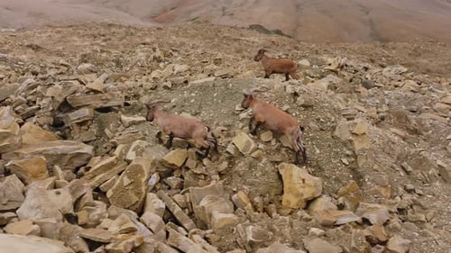 Several Mountain Goats Gracefully Navigate a Steep Rocky Mountainside Their Nimble Movements