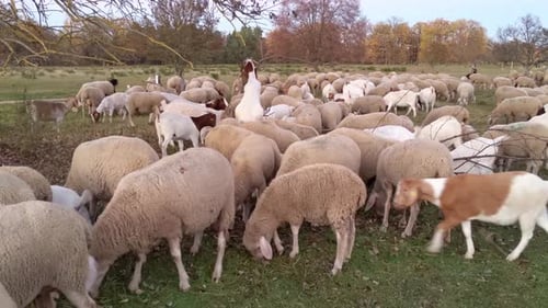 Mixed herd of sheeps and goats during sunset time on an open aerial meadow with autumn trees in back