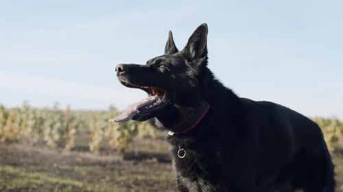 Expert shepherd dog demonstrates skills in open field while working with handler and sheep