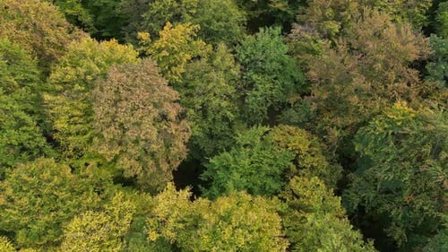 Wald 36