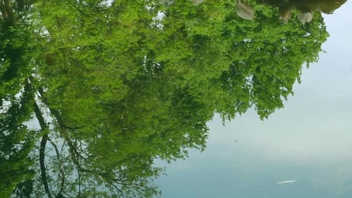 Pelícanos sentados en un árbol en el agua. Grupo de aves acuáticas en un árbol en el lago del parque zoológico. G...