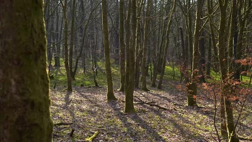 A peaceful dense pine forest in the morning