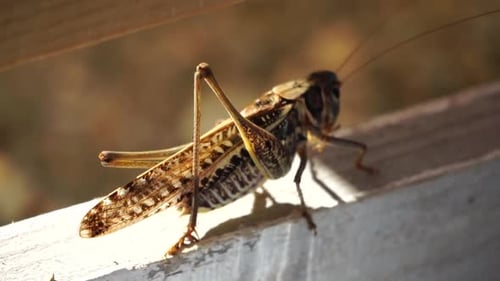 Close Up of Grasshopper on White Wooden Board Slow Motion
